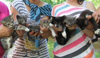 gazdikereső kutya, cica, adó 1 kutyamenhely, adóbevallás, adó 1+1