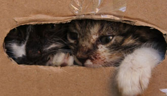 állatmenhelyek listája állatok, kutyusok, személyi jövedelemadó, adó 1 százalék