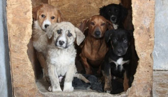 adó 1 % állatvédelem támogatására