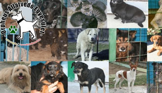 kutya adó 1 % gazdikereső állatvédő