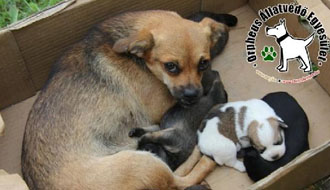 adóbevallás állatotthon adó 1 százalék