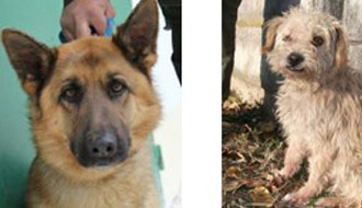 kutyamentés állatmenhely adóbevalláskor adó egy százalék kutyáknak