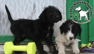 állatotthon személyi jövedelemadó adó 1 százalék