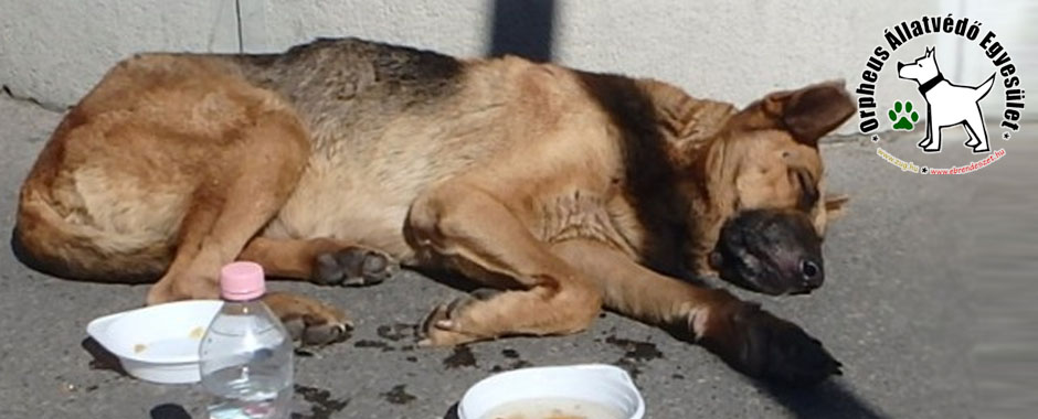 kutya cica állatmenhely örökbefogadás adóbevalláskor adó 1 személyi jövedelemadó kutyaotthon