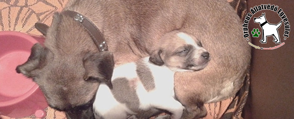 kutyák cica állatotthon kutya adóbevalláskor adó 1 százalékkal