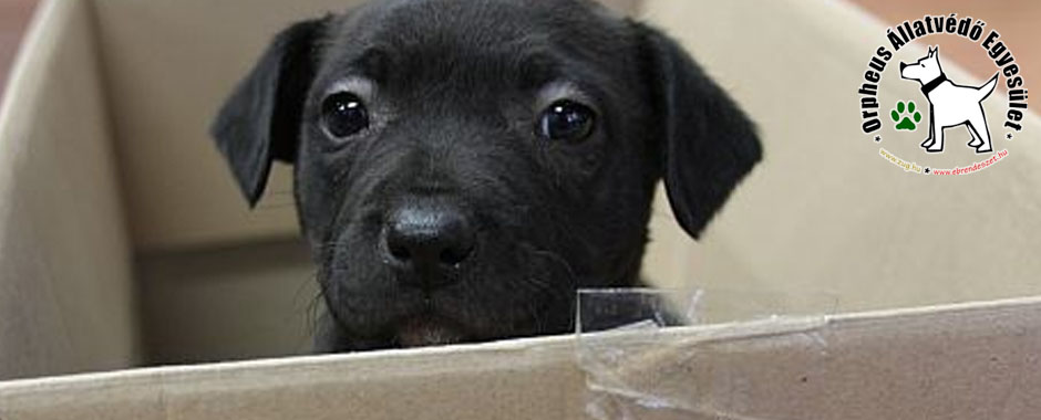 kutyusok cica állatmenhely örökbefogadás adóbevalláskor adó 1 felajánlás