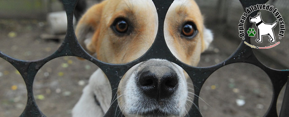 kutya, cica, állatmenhely örökbefogadás adóbevalláskor adó 1 felajánlás