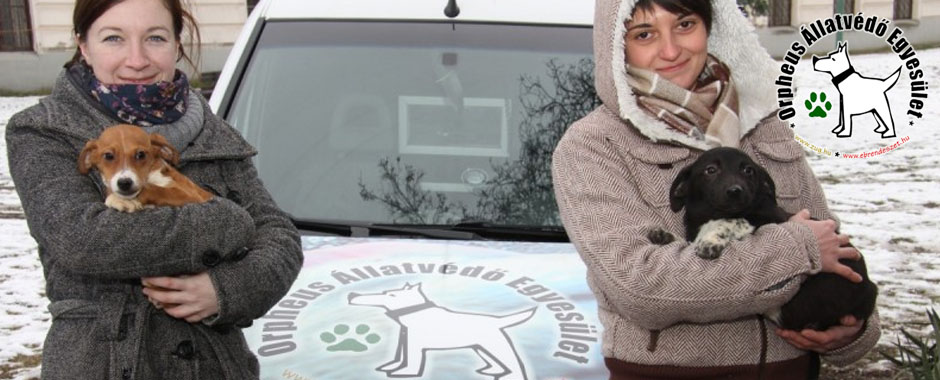 állatok macska állatmenhely örökbefogadás szja adó 1