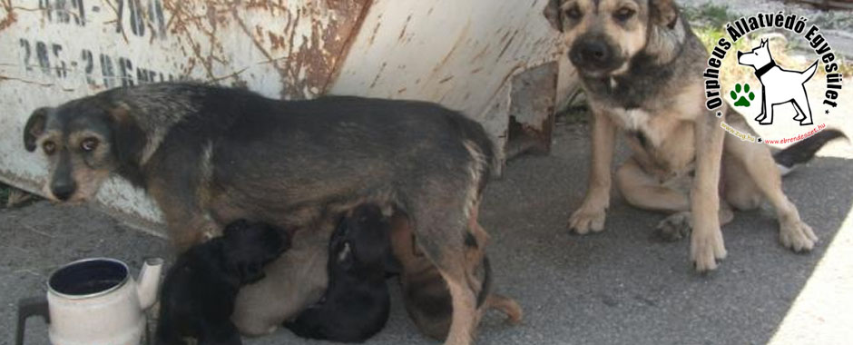 kutyaotthon kiskutya állatmenhely gazdikeresés adóbevalláskor adó 1 állatok